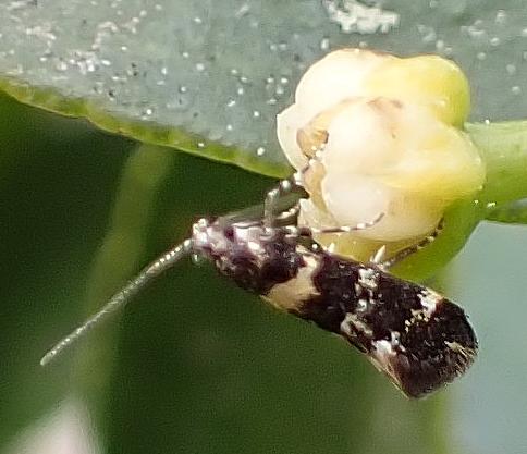 Réf. 335 034 : Denisia sp.